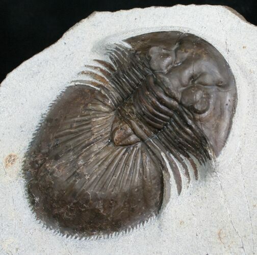 Inch Thysanopeltis Trilobite #4911